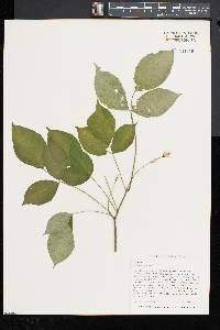 Staphylea trifolia image