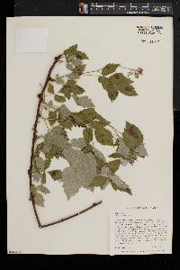 Rubus occidentalis image