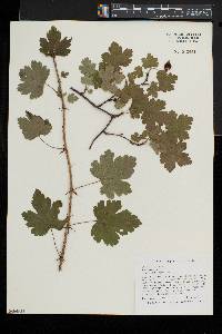 Ribes cynosbati image