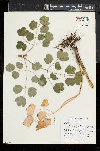 Thalictrum pubescens image