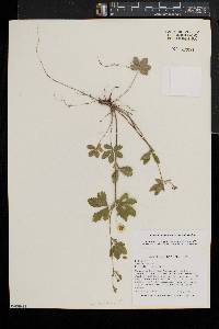 Potentilla canadensis image