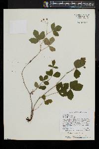 Rubus pubescens image