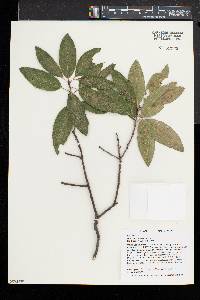 Quercus imbricaria image