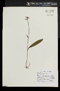 Platanthera clavellata image