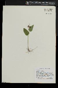 Maianthemum canadense image