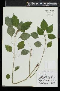 Pilea pumila image