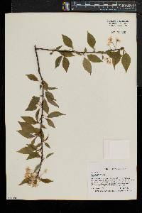 Prunus pensylvanica image