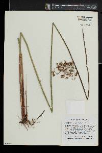 Juncus effusus var. solutus image