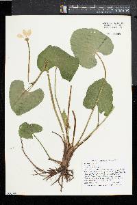 Caltha palustris image