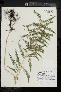 Thelypteris palustris var. pubescens image