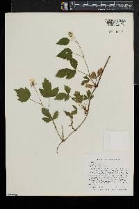 Rubus flagellaris image