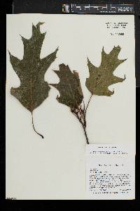 Quercus rubra var. rubra image