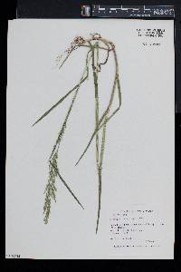 Poa trivialis image