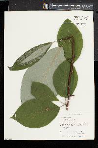 Magnolia acuminata image