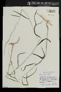 Muhlenbergia tenuiflora image