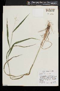 Elymus hystrix image