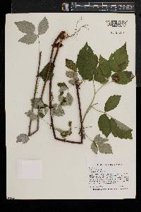 Rubus occidentalis image