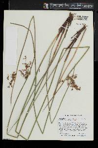 Juncus effusus var. solutus image