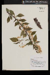 Prunus pensylvanica image