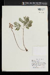 Dicentra canadensis image