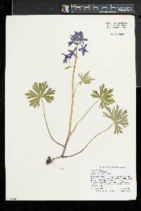 Delphinium tricorne image