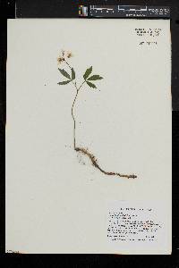 Cardamine diphylla image