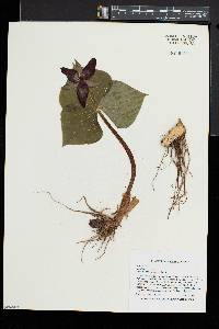 Trillium erectum image