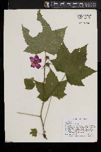 Rubus odoratus image