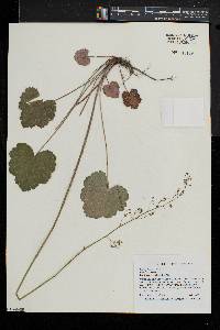 Heuchera americana image