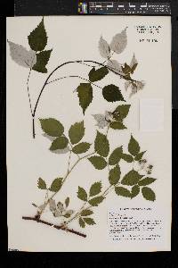 Rubus occidentalis image