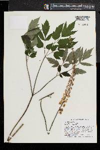 Actaea racemosa image