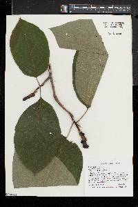 Magnolia acuminata image