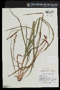 Carex shortiana image