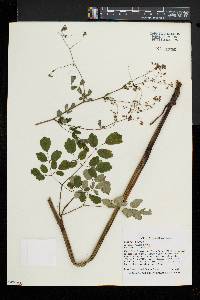 Thalictrum pubescens image