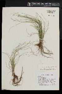 Carex leptalea subsp. leptalea image