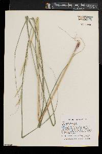 Spartina pectinata image