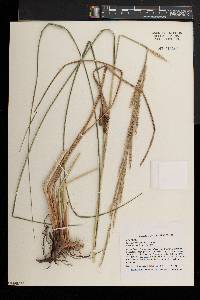 Spartina pectinata image