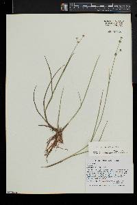 Juncus brevicaudatus image