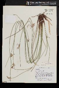 Juncus pylaei image