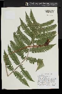 Dryopteris goldieana image