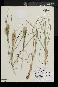 Andropogon glomeratus image