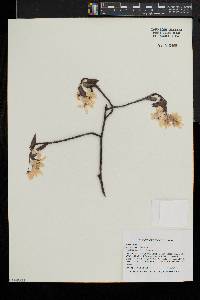 Amelanchier laevis image