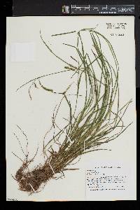 Carex prasina image