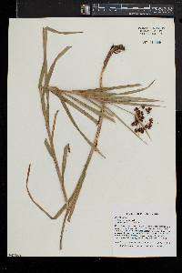 Scirpus polyphyllus image