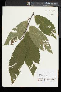 Castanea dentata image