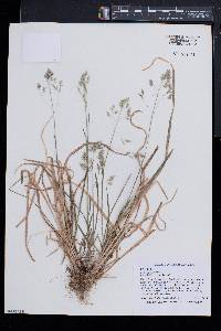 Poa cuspidata image