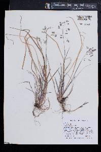 Poa cuspidata image