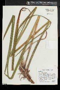 Acorus calamus image