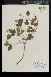 Rubus flagellaris image