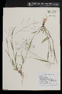 Kellochloa verrucosa image